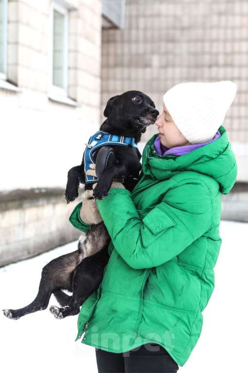 Собаки в Санкт-Петербурге: Коротколапый пес Бемби в добрые руки Мальчик, Бесплатно - фото 2