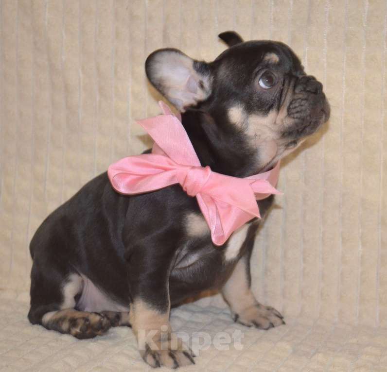 Собаки в других городах Московской области: Ева Девочка, 80 000 руб. - фото 1