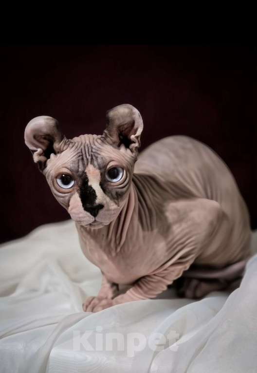 Кошки в Москве: Кот породы эльф Мальчик, 150 000 руб. - фото 2