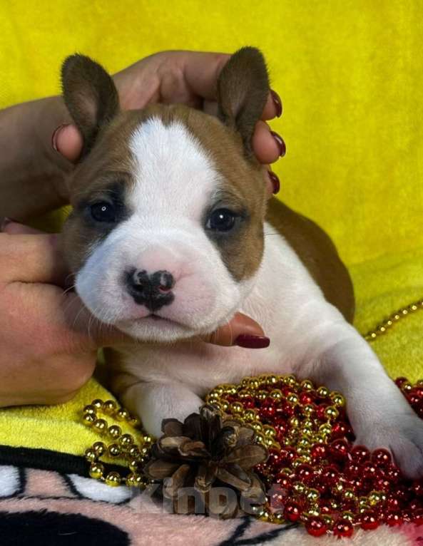 Собаки в Владивостоке: Амстафф девочка Девочка, 60 000 руб. - фото 1