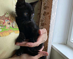 Кошки в Москве: Компанейский игрун Бумер, черный котенок ищет семью Мальчик, Бесплатно - фото 3