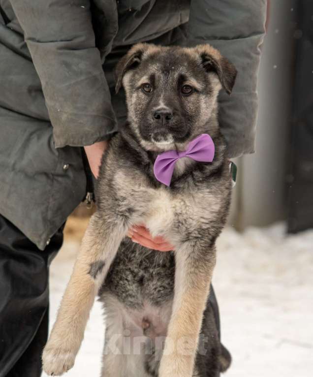 Собаки в Подольске: Щенок 4х месяцев Мариус в добрые руки Мальчик, Бесплатно - фото 3