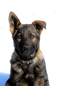 Немецкая овчарка щенок кобель. Крови ГДР.