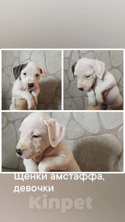 Собаки в Мытищах: Продажа щенков Девочка, Бесплатно - фото 2