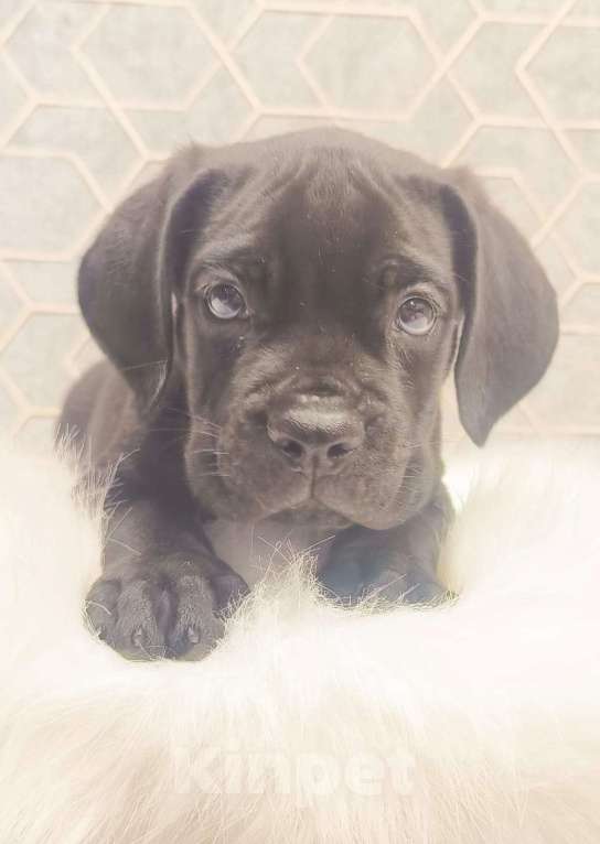 Собаки в Москве: Щенки кане корсо Девочка, 60 000 руб. - фото 6