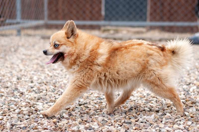 Собаки в Москве: Рыжая голубоглазая шипперке Роуз в добрые руки Девочка, Бесплатно - фото 3