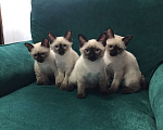 Кошки в Видном: 3 мальчика и 1 девочка Мальчик, 30 000 руб. - фото 1