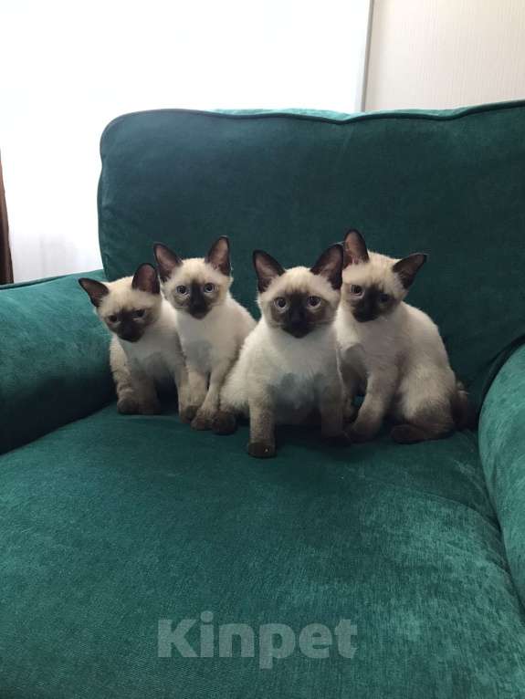 Кошки в Видном: 3 мальчика и 1 девочка Мальчик, 30 000 руб. - фото 1
