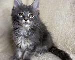 Кошки в Дмитрове: Голубая тикированная девочка Xeveria Девочка, 30 000 руб. - фото 6