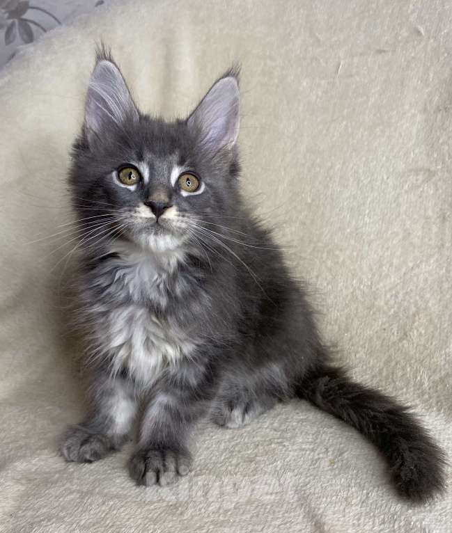 Кошки в Дмитрове: Голубая тикированная девочка Xeveria Девочка, 30 000 руб. - фото 6