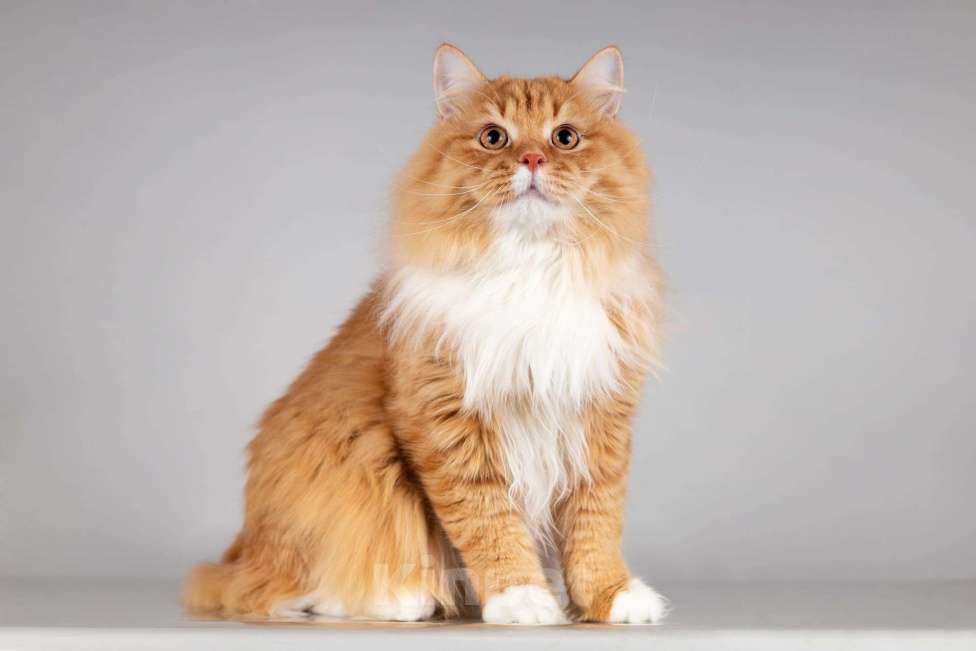 Кошки в Москве: Рыжий котик Пушкин ищет семью. Мальчик, Бесплатно - фото 4