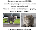 Кошки в Истре: ПРОПАЛ КОТ Мальчик, 5 000 руб. - фото 3