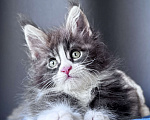 Кошки в Москве: Котёнок мейн-кун Veyron Velvet Fang — ручной красавец с кисточками Мальчик, 80 000 руб. - фото 1