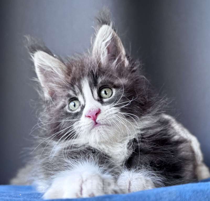 Кошки в Москве: Котёнок мейн-кун Veyron Velvet Fang — ручной красавец с кисточками Мальчик, 80 000 руб. - фото 1