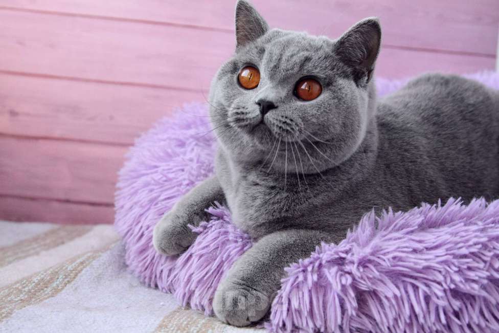 Кошки в Санкт-Петербурге: Нужен дом британке Девочка, 10 000 руб. - фото 3