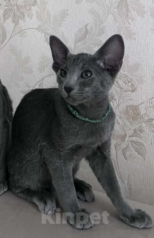 Кошки в Москве: Ориентальный мальчик  Мальчик, 60 000 руб. - фото 1