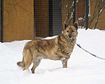 Собаки в Москве: Тара тигровая красавица ищет дом! Девочка, Бесплатно - фото 2