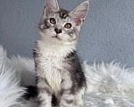 Кошки в Кудрово: Котенок мейн-кун, мальчик , шейдед линия Мальчик, Бесплатно - фото 2