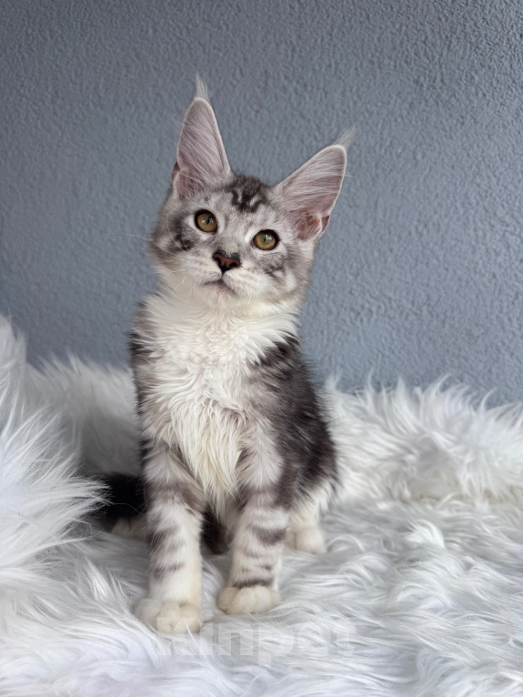 Кошки в Кудрово: Котенок мейн-кун, мальчик , шейдед линия Мальчик, Бесплатно - фото 2