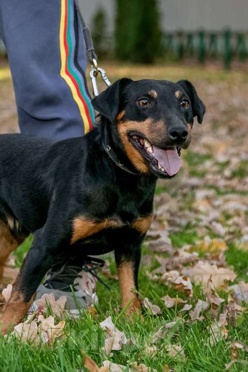 Собаки в Москве: Милый добрый парень Кекс Мальчик, 1 руб. - фото 5