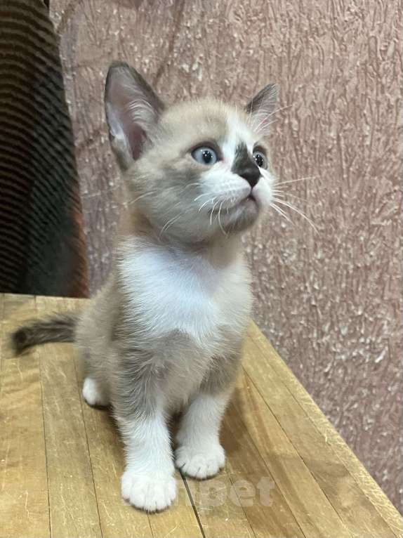 Кошки в Москве: Котята в добрые руки Девочка, 1 000 руб. - фото 2