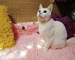 Кошки в Санкт-Петербурге: Белый кот 10мес. ищет дом  Мальчик, 200 руб. - фото 5
