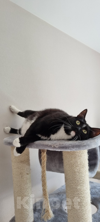 Кошки в Москве: Том и Джерри  Мальчик, 7 руб. - фото 4