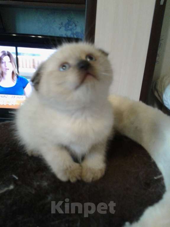 Кошки в Москве: Шотландские вислоухие котята Мальчик, 12 000 руб. - фото 5