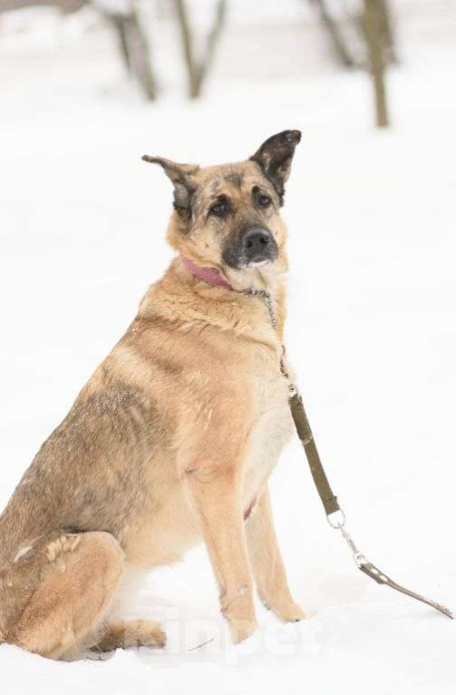 Собаки в Москве: Догги Девочка, Бесплатно - фото 3