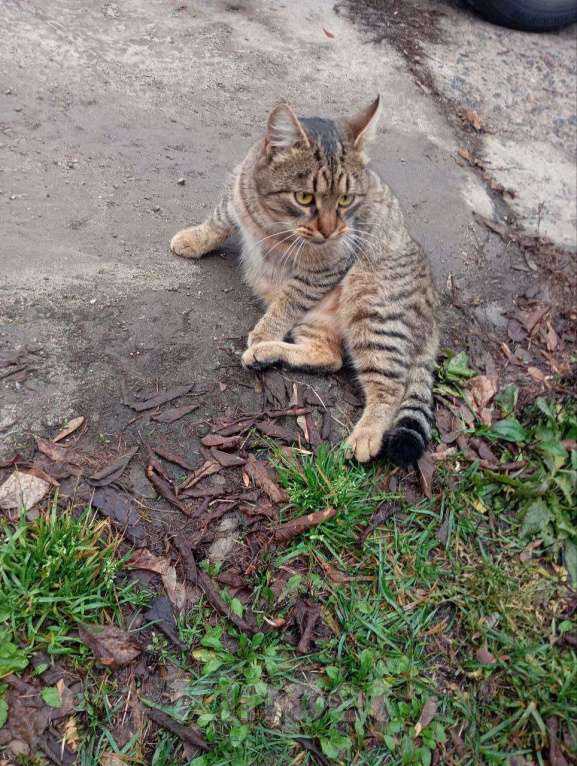 Кошки в Курске: Кот в добрые руки Мальчик, Бесплатно - фото 6