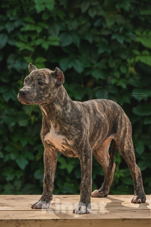 Собаки в Москве: Американский питбультерьер, щенок Девочка, 40 000 руб. - фото 2