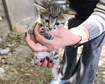Кошки в Подольске: Котятки любящим хозяевам Девочка, Бесплатно - фото 3