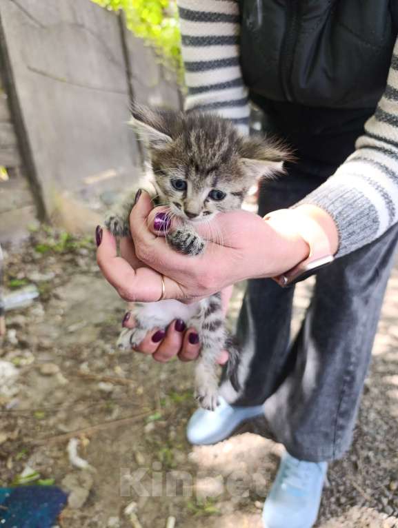 Кошки в Подольске: Котятки любящим хозяевам Девочка, Бесплатно - фото 3