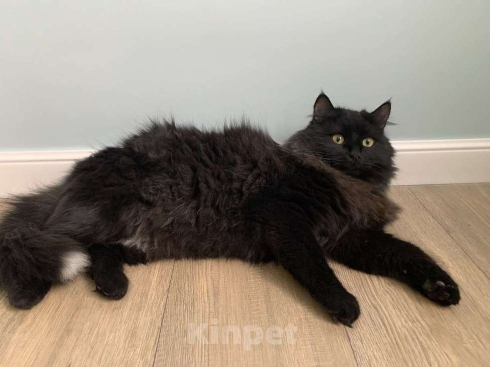 Кошки в Москве: Пушистый кот в добрые руки Мальчик, Бесплатно - фото 6