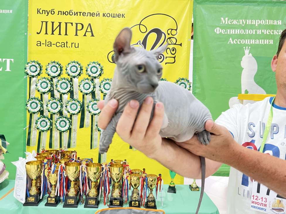 Кошки в Новокузнецке: Котенок породы Эльф Мальчик, 20 000 руб. - фото 2