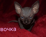 Кошки в Кемерово: Канадский сфинкс велюр Девочка, 15 000 руб. - фото 4