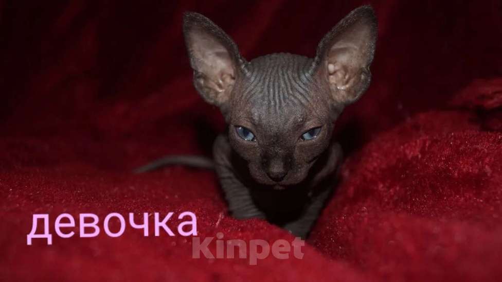 Кошки в Кемерово: Канадский сфинкс велюр Девочка, 15 000 руб. - фото 4