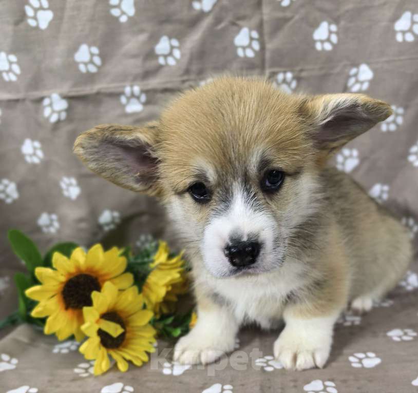 Собаки в Москве: Вельш корги меброк Мальчик, 60 000 руб. - фото 2