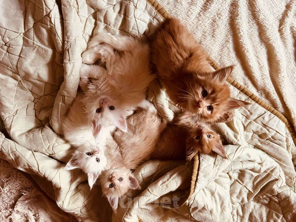 Кошки в Москве: Красная тикированная девочка  Девочка, 45 000 руб. - фото 3