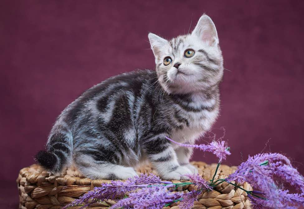 Кошки в Барнауле: Котик-страйт Тамерлан💚 Мальчик, Бесплатно - фото 3