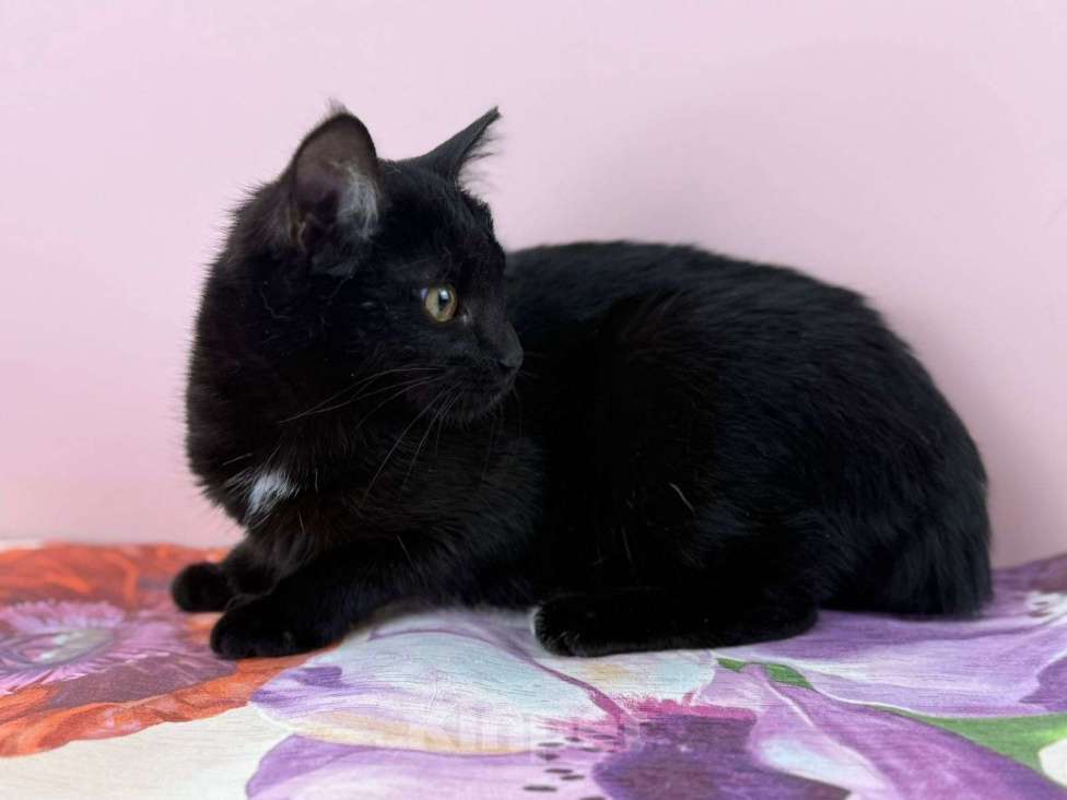 Кошки в Москве: Котенок Тося, 6 месяца в добрые руки. Девочка, Бесплатно - фото 2