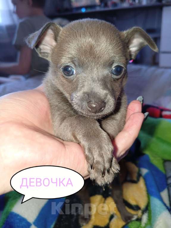 Собаки в Вышнем Волочке: Продам Щенков Разнополые, 17 000 руб. - фото 4