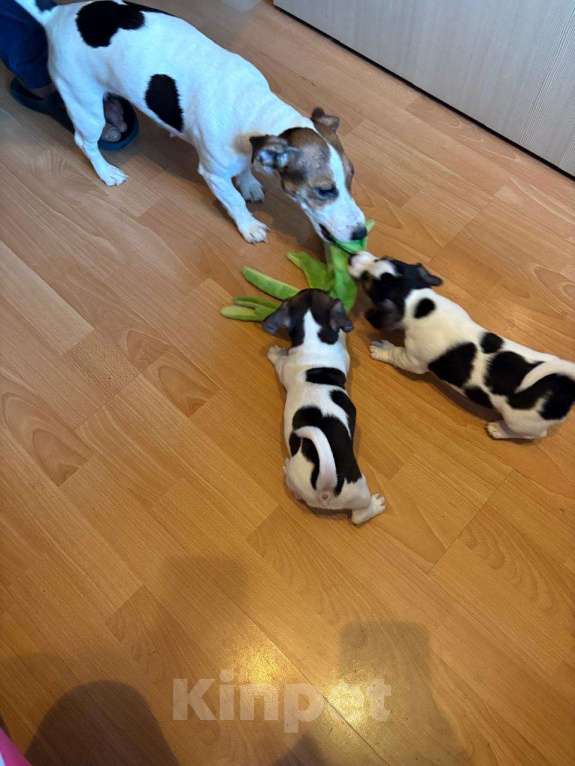 Собаки в Москве: Щенок 2 Девочка, 30 000 руб. - фото 4