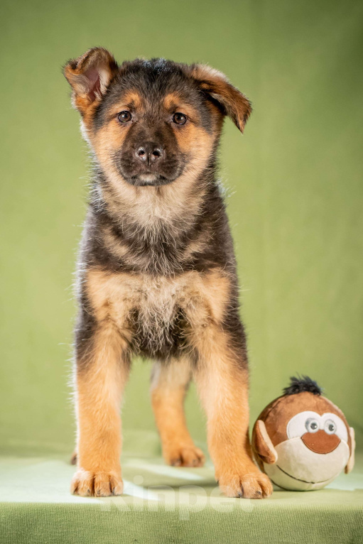 Собаки в Клине: Фундук - славный щенок Мальчик, Бесплатно - фото 2