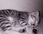 Кошки в Абакане: Шотландский кот, вязка, 2 000 руб. - фото 7
