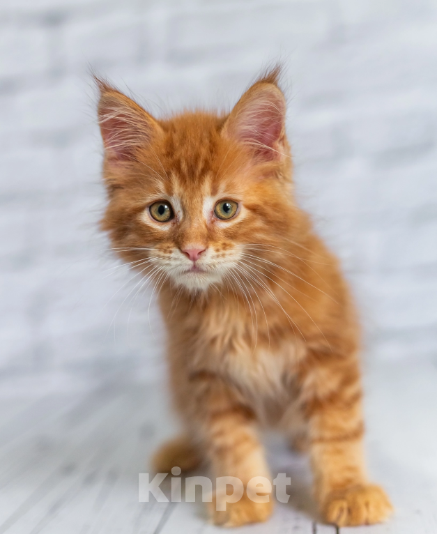 Кошки в Раменском: Муйн кун котятки Мальчик, 50 000 руб. - фото 2