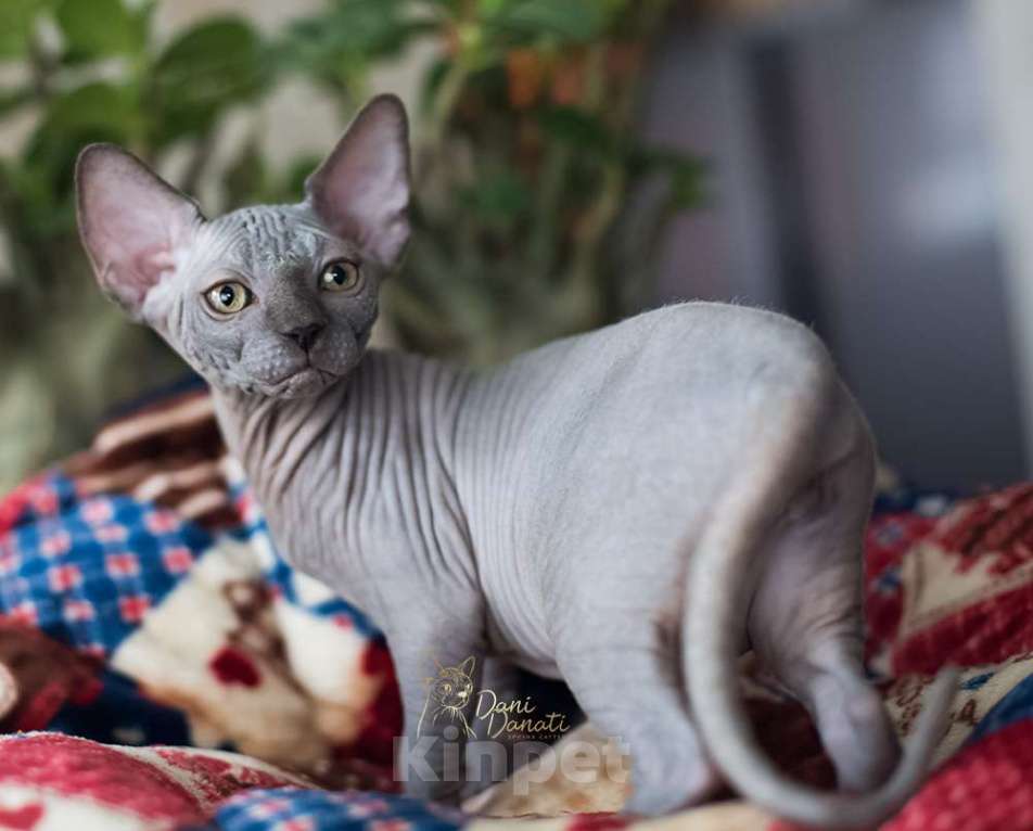 Кошки в Москве: Голубая кошечка Сфинкс Девочка, 48 000 руб. - фото 2