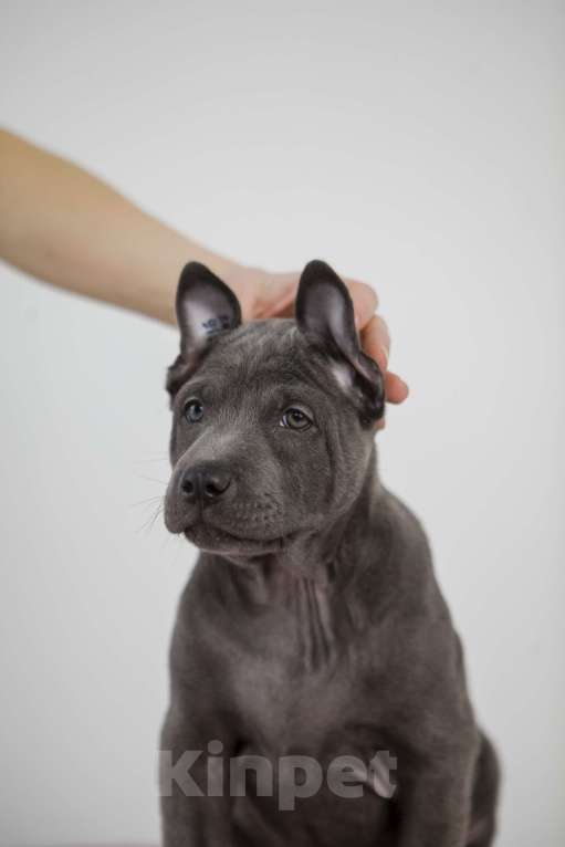 Собаки в Сургуте: Продам щенков Тайского Риджбека Девочка, Бесплатно - фото 2