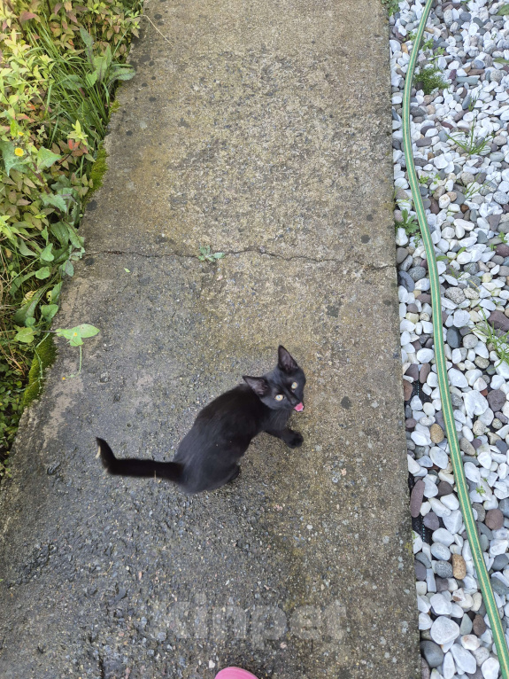 Кошки в других городах Московской области: Черный котёнок  Девочка, Бесплатно - фото 4