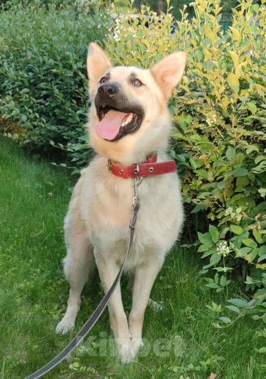 Собаки в Москве: Люсик Мальчик, Бесплатно - фото 6